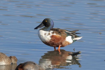 Northern Shoveler 与根の三角池 Fri, 12/30/2016