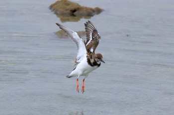 Ruddy Turnstone 泡瀬干潟 Tue, 1/10/2017