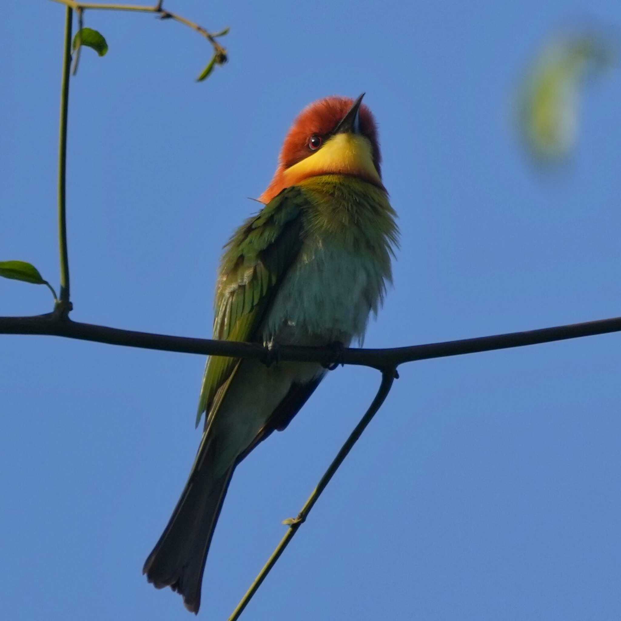 Kui Buri National Park チャガシラハチクイの写真 by span265