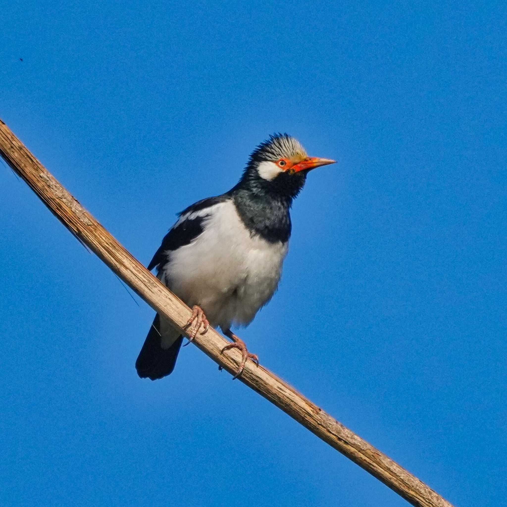 Photo of Siamese Pied Myna at Kui Buri National Park by span265