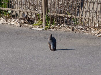 イソヒヨドリ 金田さざなみ公園(千葉県木更津市) 2022年1月20日(木)