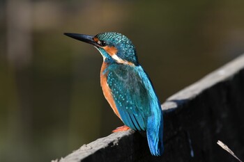 カワセミ 薬師池公園 2020年11月15日(日)