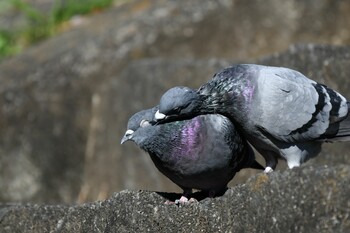 カワラバト 鶴見川 2020年11月23日(月)