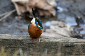 カワセミ 薬師池公園 2020年12月13日(日)