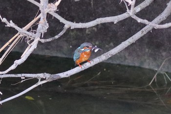 Common Kingfisher 与根の三角池 Mon, 1/16/2017