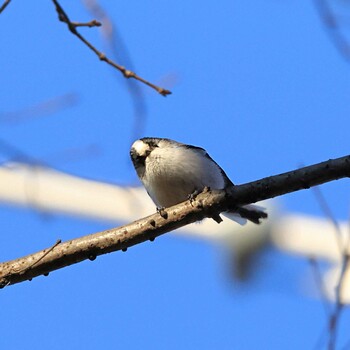 Long-tailed Tit Unknown Spots Fri, 1/21/2022