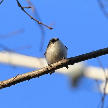 Long-tailed Tit Unknown Spots Fri, 1/21/2022