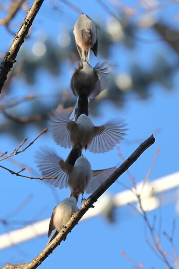 Long-tailed Tit Unknown Spots Fri, 1/21/2022