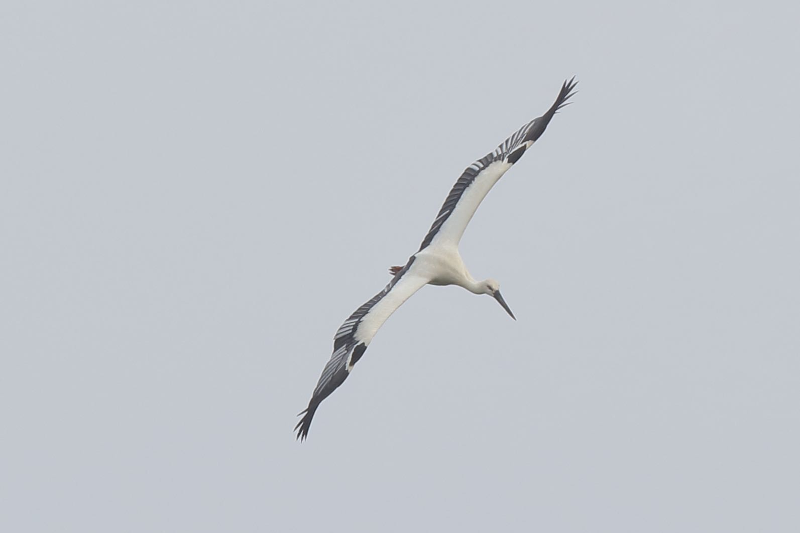 Photo of Oriental Stork at 沖縄県今帰仁村 by Zakky