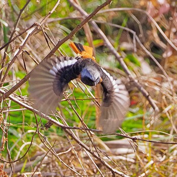 2022年1月21日(金) 浅羽ビオトープの野鳥観察記録