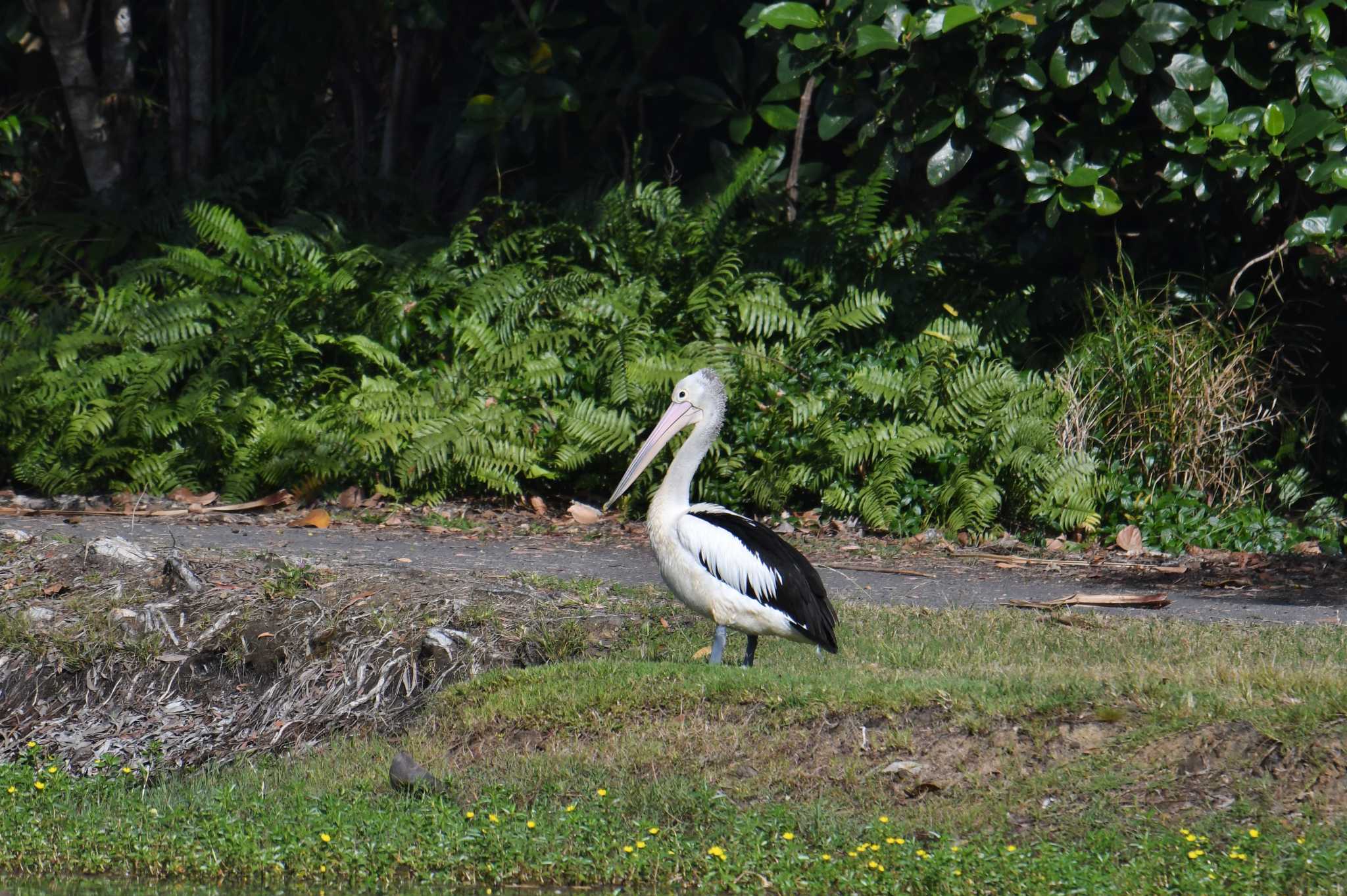 Australian Pelican