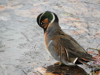 Tue, 1/18/2022 Birding report at Osaka Tsurumi Ryokuchi