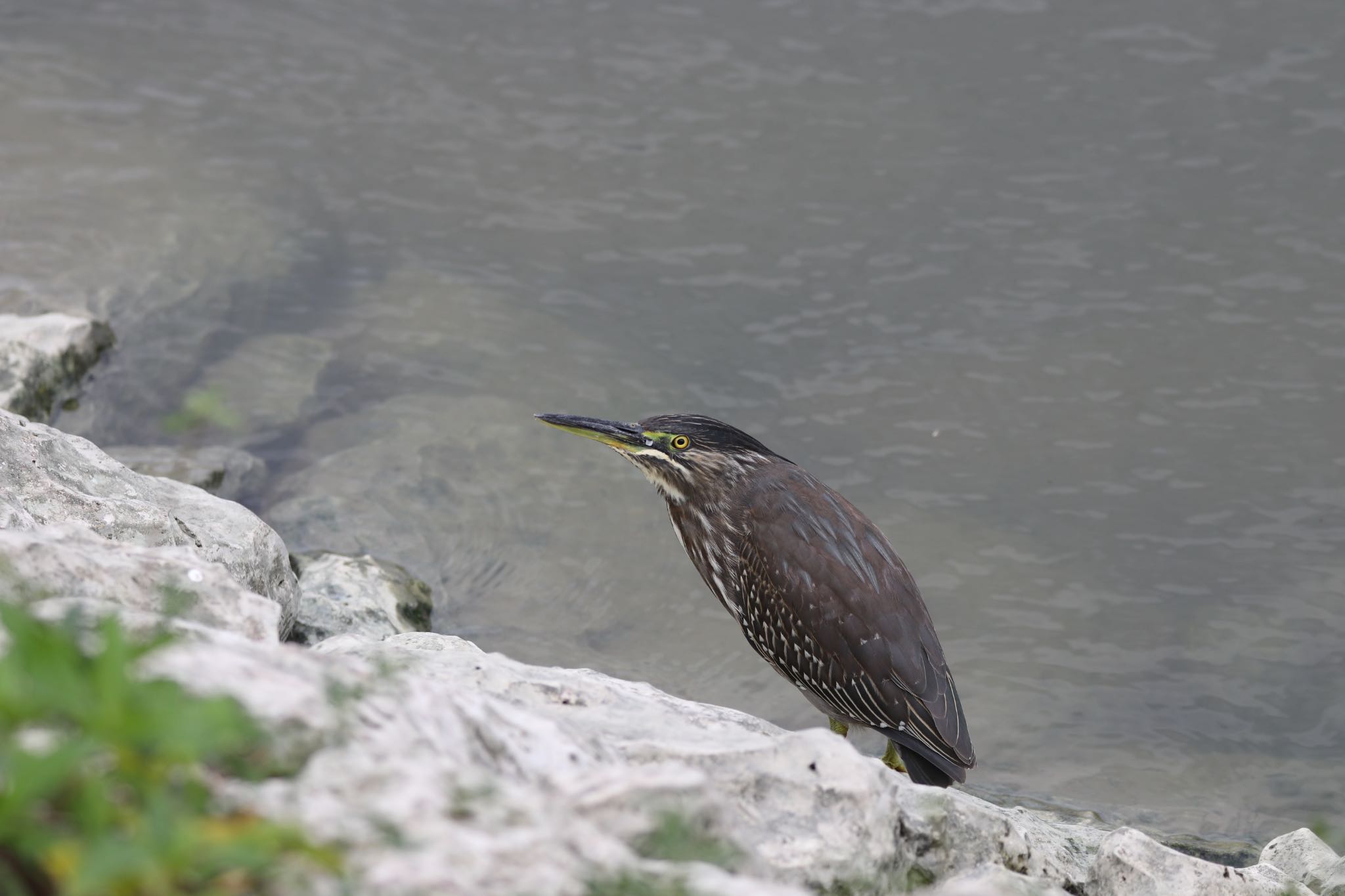 Photo of Striated Heron at 金武ダム by Zakky