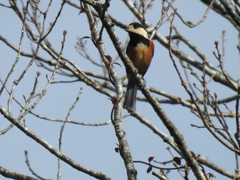 2022年1月17日(月) 市原クオードの森の野鳥観察記録