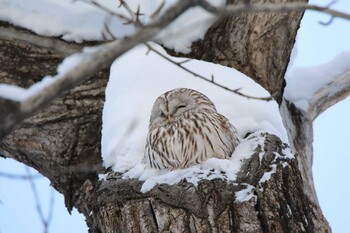 Ural Owl(japonica) 神楽岡公園 Thu, 12/30/2021