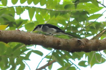 Ryukyu Minivet やんばるの森 Sat, 11/26/2016