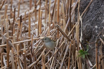 2022年1月10日(月) 葛西臨海公園の野鳥観察記録