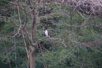 ハイタカ 葛西臨海公園 2022年1月10日(月)