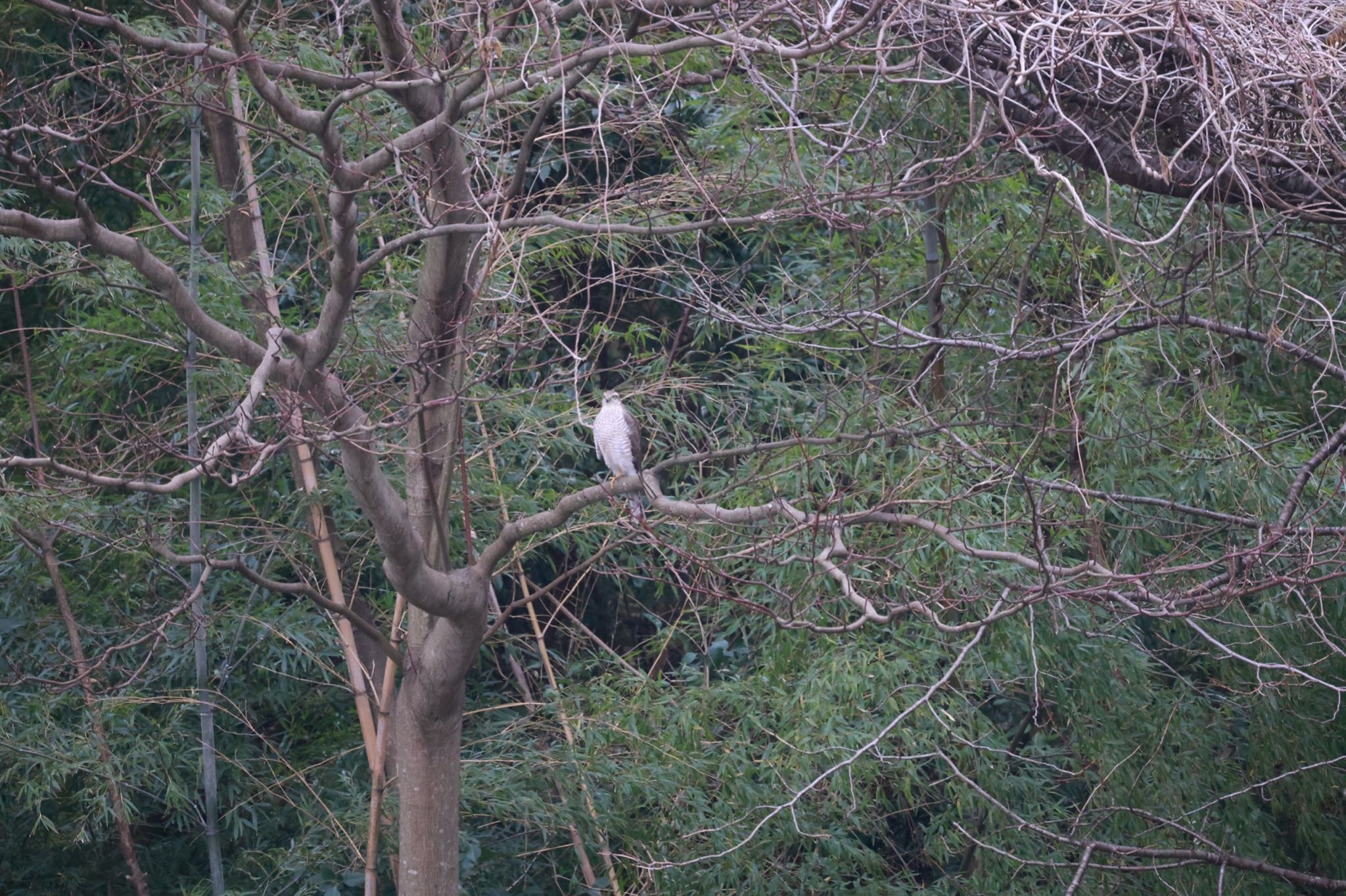 葛西臨海公園 ハイタカの写真 by atushiever