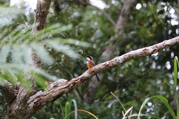 Varied Tit やんばるの森 Sat, 11/26/2016