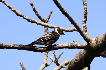 Japanese Pygmy Woodpecker やんばるの森 Sat, 11/26/2016