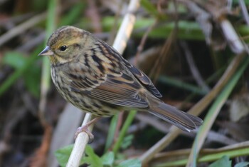 Masked Bunting Shakujii Park Tue, 11/30/2021