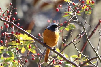 ジョウビタキ 石神井公園 2021年12月24日(金)