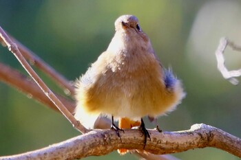 Daurian Redstart Shakujii Park Mon, 1/3/2022