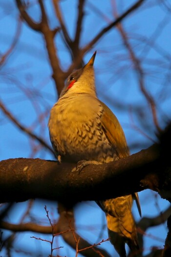 Japanese Green Woodpecker Shakujii Park Wed, 12/29/2021