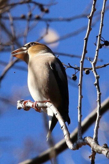 Hawfinch Shakujii Park Fri, 1/7/2022