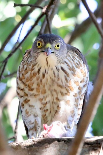 Japanese Sparrowhawk Shakujii Park Thu, 1/13/2022