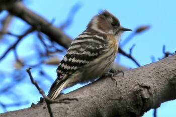 Japanese Pygmy Woodpecker Shakujii Park Thu, 1/20/2022