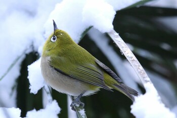 Warbling White-eye Shakujii Park Fri, 1/7/2022