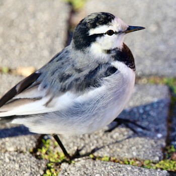 White Wagtail Shakujii Park Tue, 12/28/2021