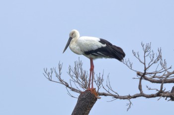 Oriental Stork 沖縄県今帰仁村 Mon, 2/6/2017