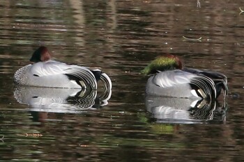 Falcated Duck Shakujii Park Tue, 1/18/2022