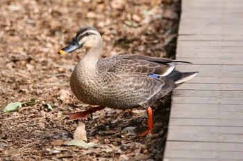 カルガモ 石神井公園 2022年1月20日(木)