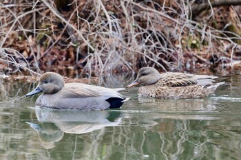 オカヨシガモ 石神井公園 2022年1月20日(木)