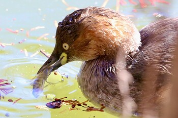 カイツブリ 石神井公園 2022年1月13日(木)