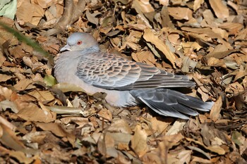 Oriental Turtle Dove Shakujii Park Sun, 1/16/2022