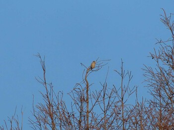 2022年1月19日(水) 越辺川とその周辺の野鳥観察記録