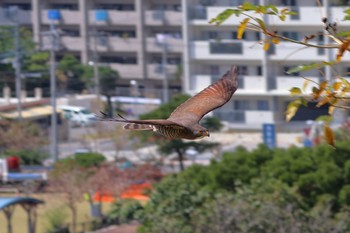 Grey-faced Buzzard 沖縄県豊見城市 Tue, 2/21/2017