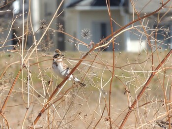 2022年1月21日(金) 浅川の野鳥観察記録