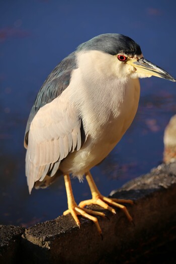 Black-crowned Night Heron Shakujii Park Thu, 12/30/2021