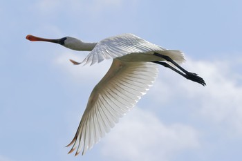 クロツラヘラサギ 漫湖水鳥・湿地センター 2017年2月21日(火)