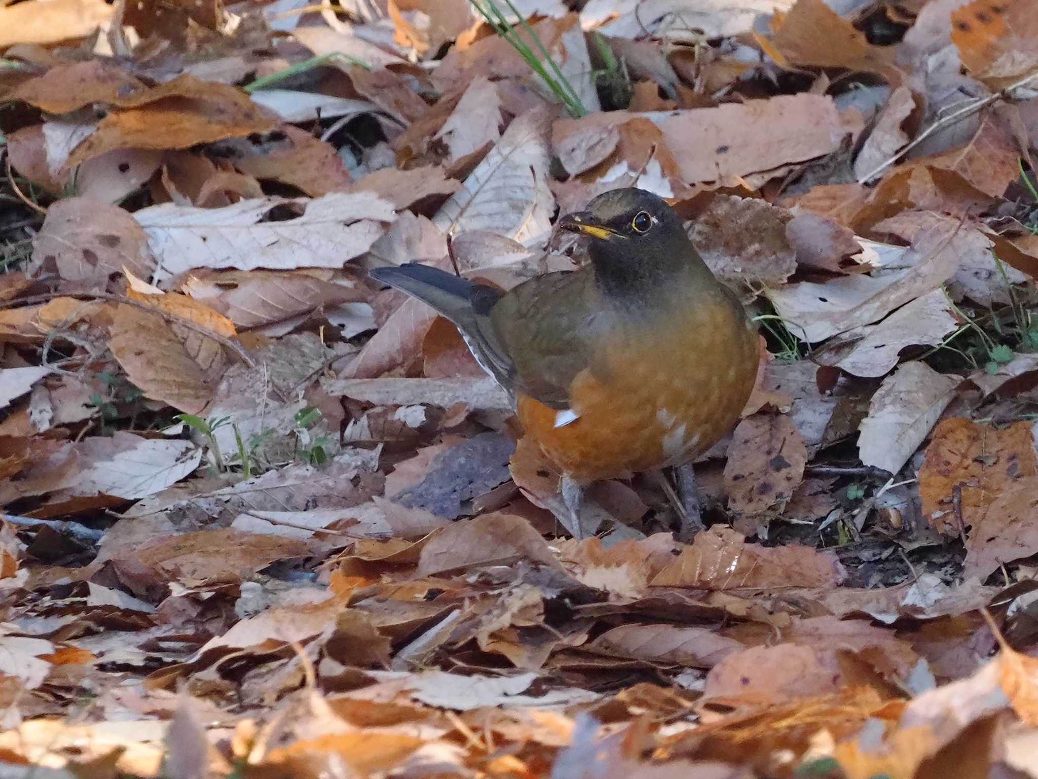 Brown-headed Thrush