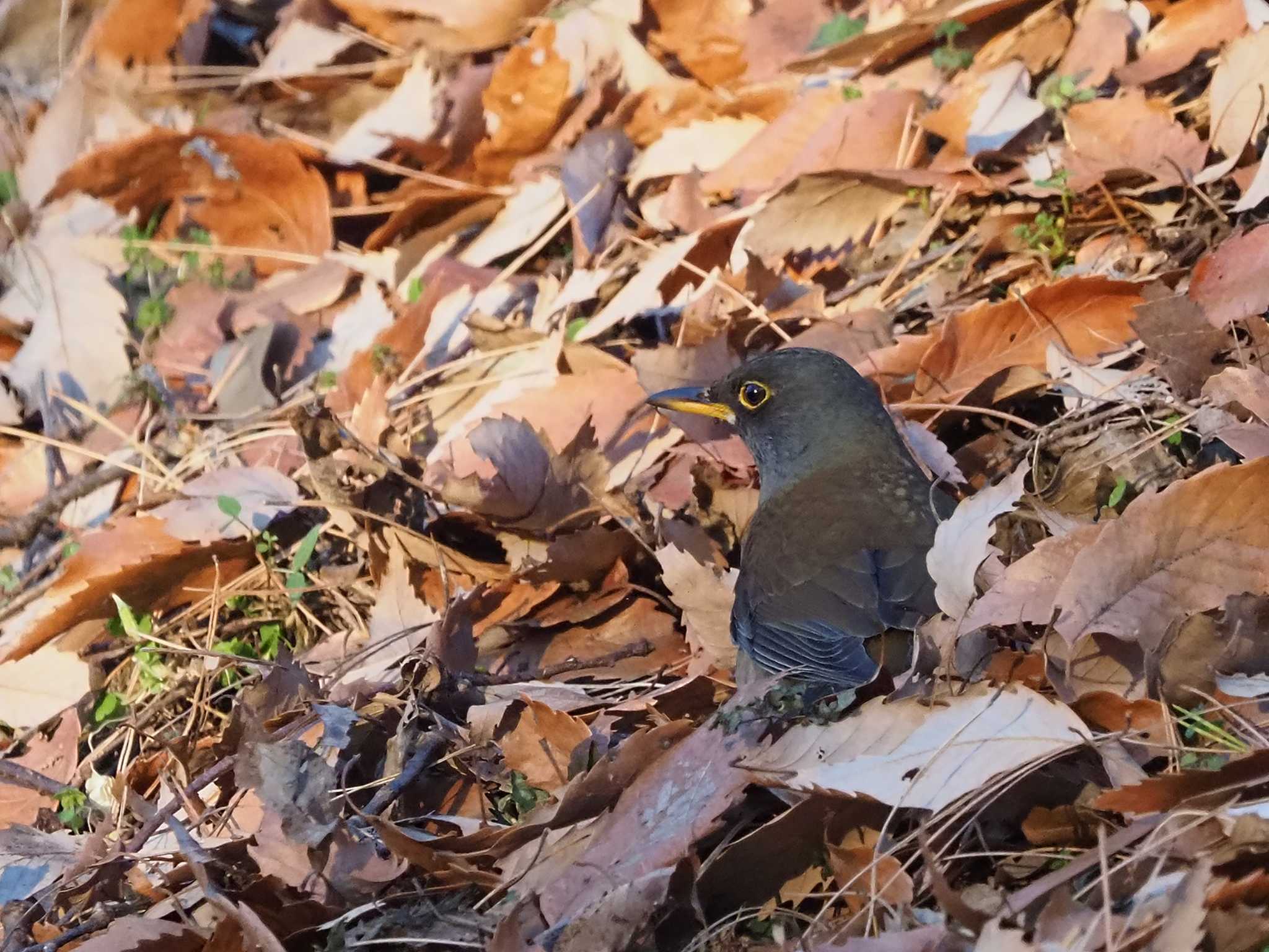 Pale Thrush