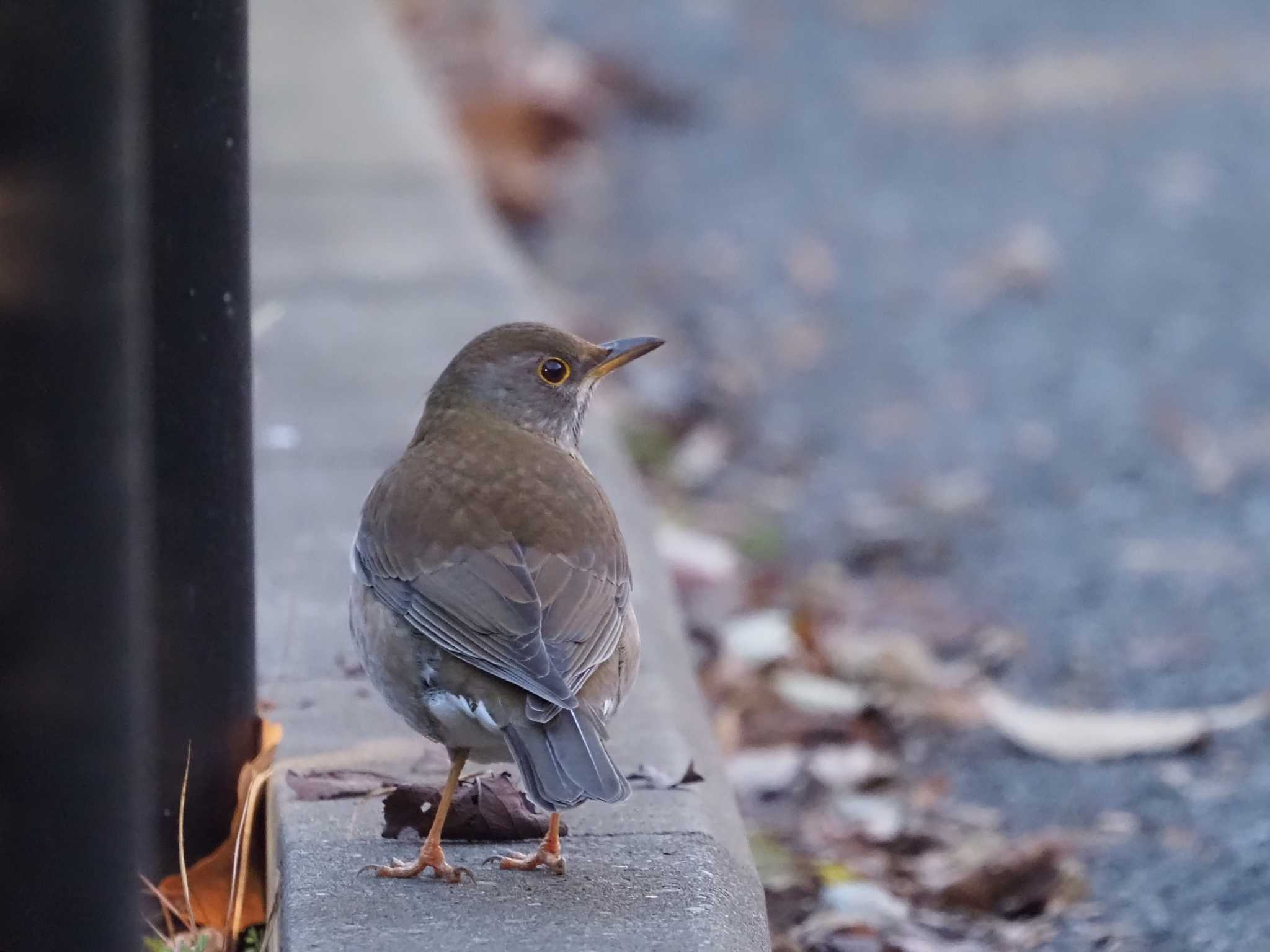 Pale Thrush