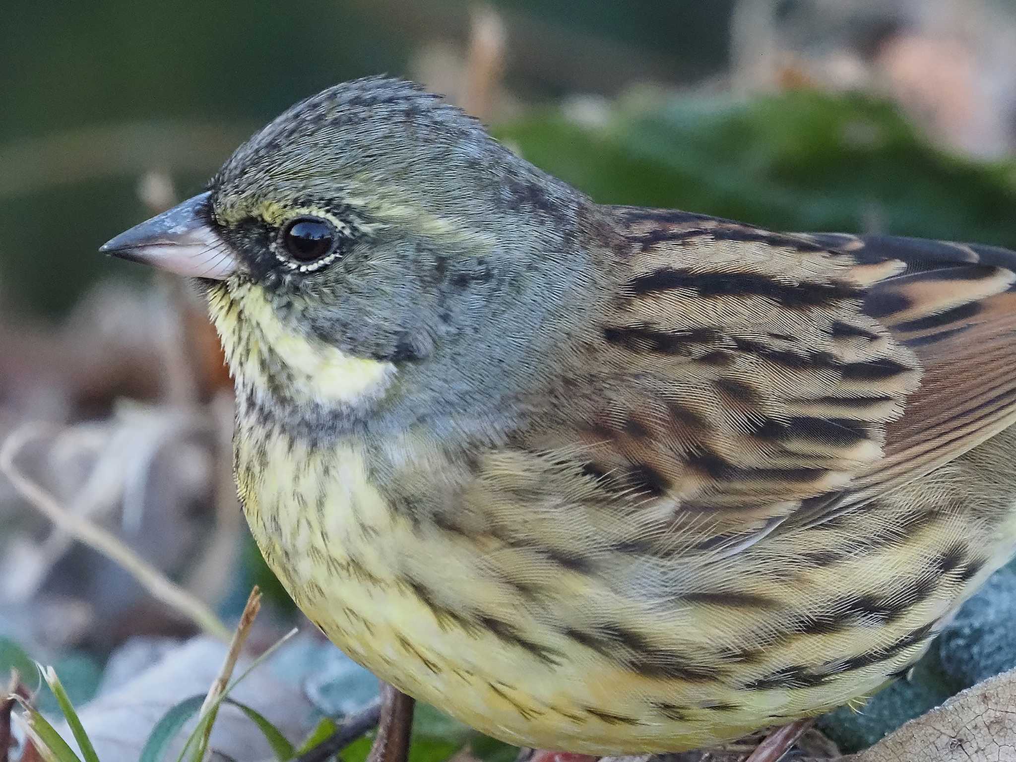 Masked Bunting