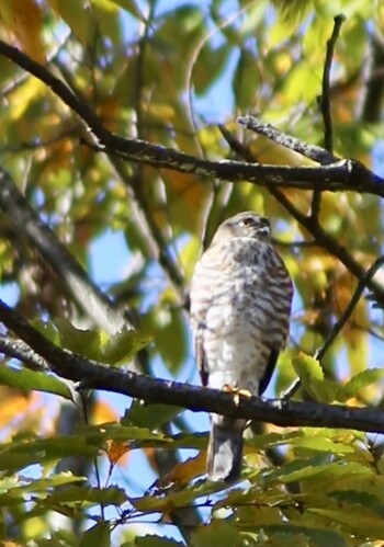 Japanese Sparrowhawk Shakujii Park Thu, 11/25/2021